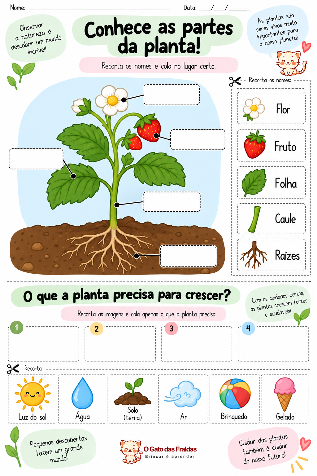 Conhece as partes da planta!